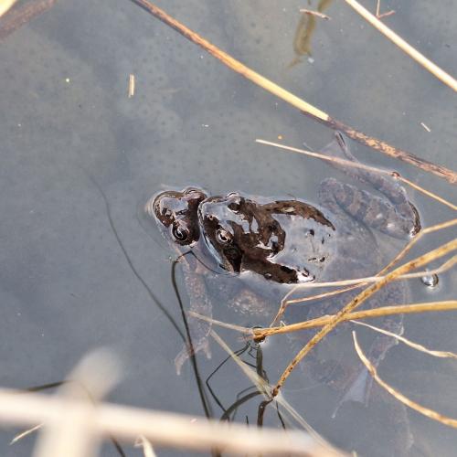 Der Frosch